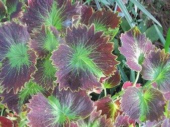 Tilt A Whirl Coleus Seeds 150 Seeds Upc 650327336995 + 1 Free Plant Marker Tilt A Whirl Coleus Seeds 150 Seeds Upc 650327336995 + 1 Free Plant Marker