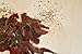 Biltong Jerky Sliced Original Flavor 2oz Bag - Free Shipping (High Protein, Gluten Free)