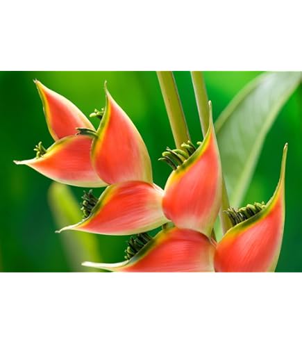 how long does a heliconia flower last after picking