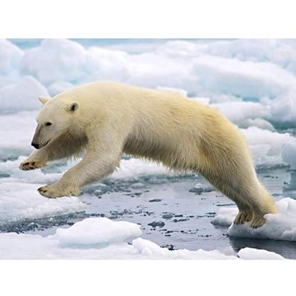 Marques Polar Bear Jumping Svalbard Norway Photo Art Print Canvas Premium Wall Decor Poster Mural
