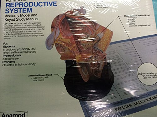 Buy Lot of 7 Anamod Anatomical Organ Models (Anatomy: Ear Lung Kidney ...