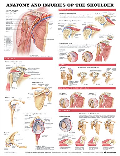 of rotator cuff tear in the shoulder , injury, pain, medical