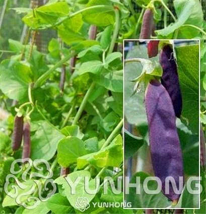 Pinkdose 10 Unids Guisantes Verdes Bonsai Alfa Rusa Vegetal ...