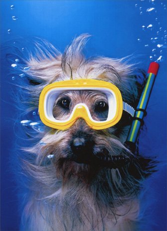 Snorkel Dog Funny Thank You Card