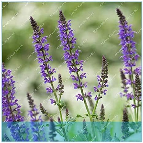 Amazon Co Jp 種子 Zlking 100個チアメキシコサルビアヒスパニアの花のミント植物マジックホーム庭重量の植物を鉢植え ホーム キッチン