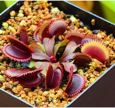 Amazon Com 200pcs Potted Insectivorous Plant Seeds Dionaea Muscipula Giant Clip Venus Flytrap Seeds 100 Seeds Bonsai Or Garden Plant Easy Growth Garden Outdoor