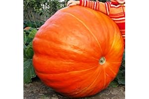 Giant Titan Pumpkin Seeds up to 10 Seeds