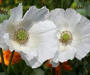 Papaver somniferum Sissinghurst White - Schlafmohn reinweiß - 100 Samen