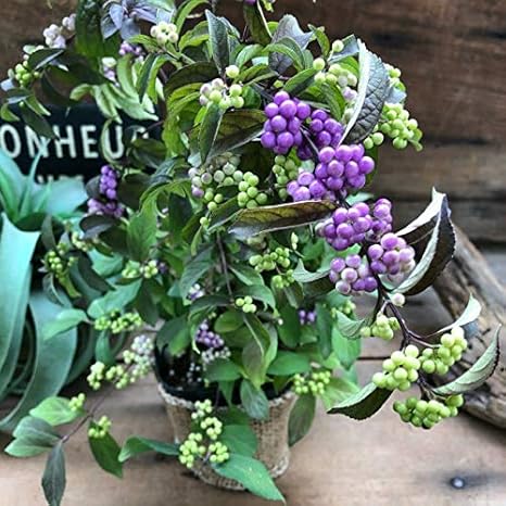 Amazon 紫式部 実つき しだれ式部 可愛い紫の実 観葉植物 オンライン通販