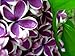 Lilac Fragrance Oil 2 ounces Soap and Candle Making, Home Scents and Bath n' Body Products