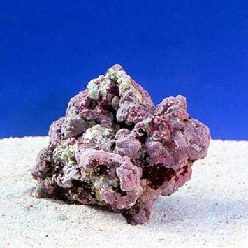 Amazon 海水魚 ライブロック ｅｘｓグレード レッドロック ｓｓサイズ １個 形状お任せ 北海道 九州 沖縄航空便要保温 Charm チャーム 岩 ガラス玉 通販