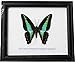 Insectfarm Real Beautiful Common Bluebottle Butterfly Gift Display Insect Taxidermy in Frame (BTFAA)