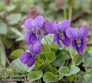 Image result for Viola odorata en español