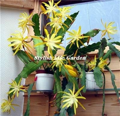 HONIC 100 pcs/bag Schlumbergera flores Christmas cactus plantas,bonsai plant for home and garden,mixed color Zygocactus,easy to plant : 17