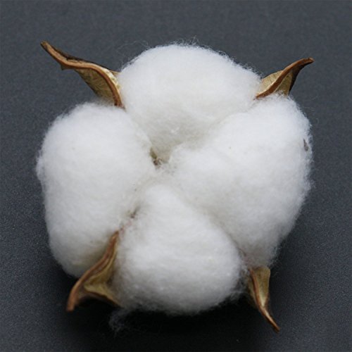 Buorsa 10 Pcs Dried Cotton Bolls White Cloud Cotton Balls Cotton Boll Decor