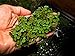 Salvinia Natans - ~ Floating Live Plants for Aquariums or Ponds AKA Floating Fern, Floating watermoss, Floating Moss