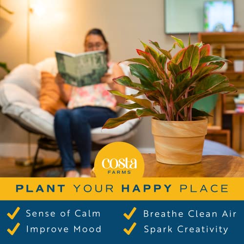 Costa Farms Chinese Evergreen, Easy to Grow Live Indoor Plant Aglaonema