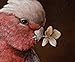 Artifact Puzzles - Kevin Sloan Naughty Bird Wooden Jigsaw Puzzle