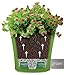 Santino Arte 6.5 in. Self-Watering Planter