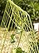 Deluxe Cucumber Trellis