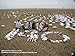 Sillosocks Sleeper Snow Goose Windsocks Decoys 1 dz. (SS1012SLPR) by Sillosock Decoys