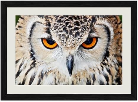 Amazon Co Jp フクロウの顔動物の写真木製黒額縁アートポスター 35cmx50cm ホーム キッチン