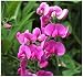 4 Packs x 50 Lathyrus latifolius - Everlasting Sweet Pea - PERENNIAL FLOWER SEEDS - Can Reach 6 Feet Or Higher - Zones 3+ - By MySeeds.Co