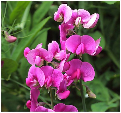 4 Packs x 50 Lathyrus latifolius - Everlasting Sweet Pea - PERENNIAL FLOWER SEEDS - Can Reach 6 Feet Or Higher - Zones 3+ - By MySeeds.Co 4 Packs x 50 Lathyrus latifolius - Everlasting Sweet Pea - PERENNIAL FLOWER SEEDS - Can Reach 6 Feet Or Higher - Zones 3+ - By MySeeds.Co