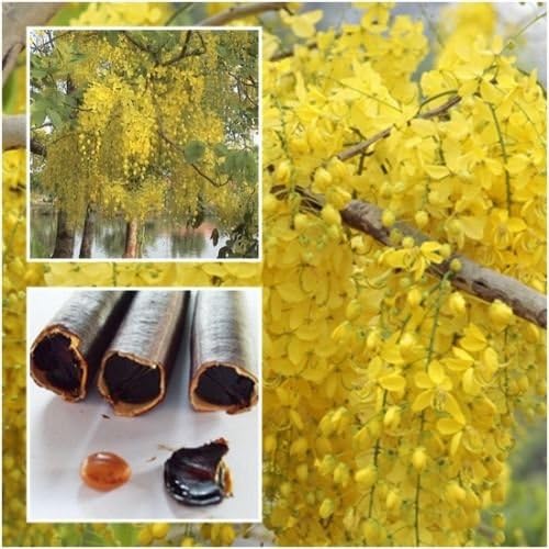 CSNCH Cassia Fistula 50 Seeds, Golden Shower, Indian Laburnum, Pudding-Pine Tree