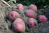 5lb Red Norland Seed Hand Selected NON GMO