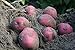 5lb Red Norland Seed Hand Selected NON GMO