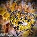 red headed honey Royal Jelly Rose Overnight Rejuvinating Cream - Nature's Magic, Jojoba Oil & Coffee Butter - 25oz