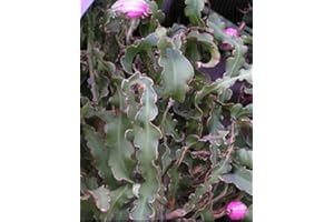 Epiphyllum riccioli, Rare Hanging Cactus Flower Cactus Seeds Flower Seeds 50 : Package Contains Seeds