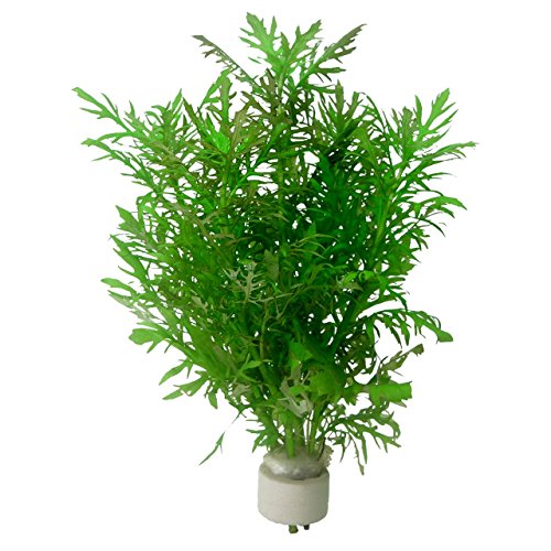 aquarium plants factory