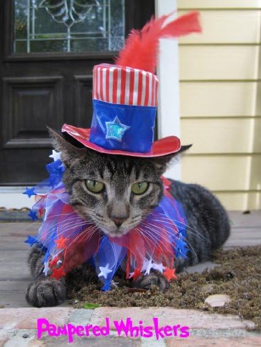 Uncle Sam hat and Stars n Stripes party collar (small (10-12" collar))