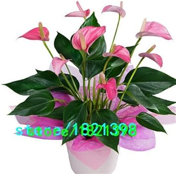 Anthurium Bleu Anthurium Tourisme Faire Du Shopping Flaner Sur Le