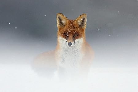 Amazon Co Jp A3 ポスター キツネ雪霧マズル 壁紙ウォールステッカーポスター A3 4x297mm Diy 工具 ガーデン