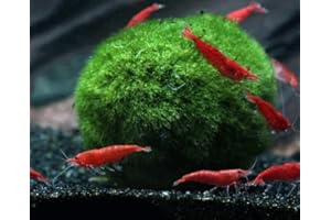 Marcus Fish Tanks - Marimo Decorative Moss Balls Live Aquarium Plants 1-2 inch Buy 2 GET 1