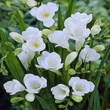 Freesia single white - 60 flower bulbs