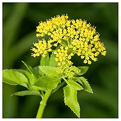 Everwilde Farms - 1 Lb Golden Alexanders Native