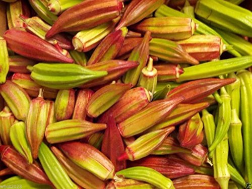 10 Seeds Hill Country Red Okra , Bhindi , Gumbo , Abelmoschus Esculentus, Texas Heirloom! - Thumbnail 3