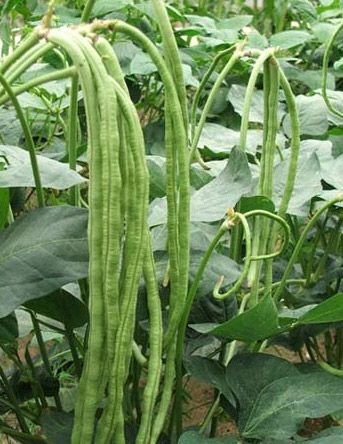 Long Yard Bean Vegetable Seeds by Kraft Seeds