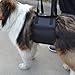 Dog Lift Harness,Sling Lift Support Harness for Injuries, Arthritis or Weak hind legs & Joints fit Medium and Large breed Assist Sling for mobility & Rehabilitation