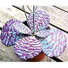 KALANCHOE "DESERT SURPRISE" humilis rare succulents exotic cactus seed 20 SEEDS