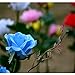 Homeleo Garden Light Up Rose Flower Stake, Outdoor Solar Powered Rose Lights for Garden Patio Backyard Christmas Pathway Driveway Decoration - Blue
