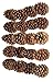 Natural Ponderosa Pine Cones Unique Home Holiday Decoration 3 to 4