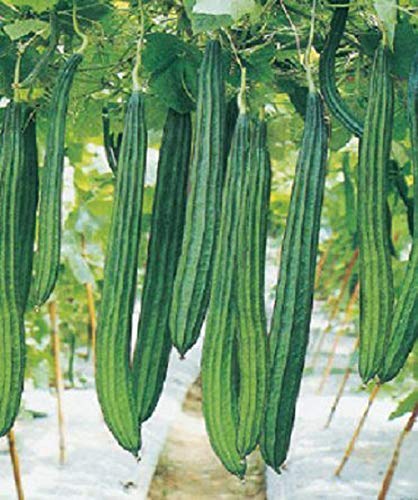 Arlo High Yield Hybrid Rare Long Ridge Gourd Vegetable Seeds 20 Seeds Pack