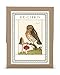 Cavallini 18-Pack Vintage Owl Bookplates
