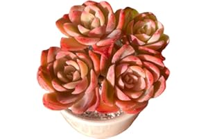 FWPP Live Succulents Plants Echeveria Silk Veil 3 inches,Rare Pink Succulents Bare Root Without Pot Soil, Live Plants Indoor Office Decoration Wedding and Gift