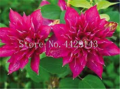 Pinkdose 100 PC/bolso de la flor del Clematis Clematis vides ...
